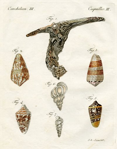 Illustration of Seashells (1790) by Jacob Xavier Schmuzer